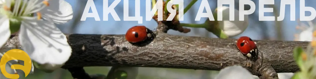 Запустите сайт - домен и хостинг уже включены!